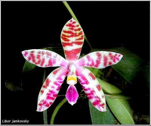 Phalaenopsis lueddemanniana 
